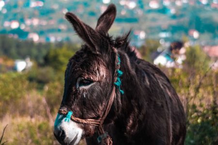 Trekking in Cilento with donkeys in the footsteps of Greek monks