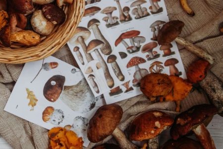 Visita alla Sagra del fungo cardoncello di Ruvo di Puglia con degustazione e laboratorio artigianale