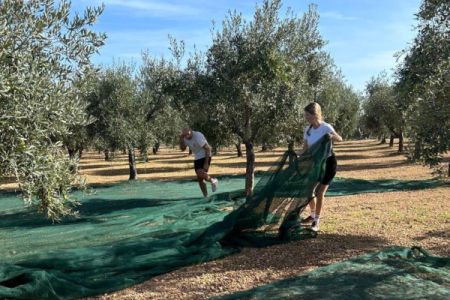 Tour dell’olio a Monopoli con degustazione e raccolta delle olive ( da ottobre a novembre)