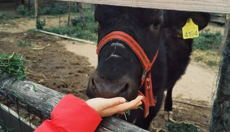 Amplifica la tua esperienza di viaggio