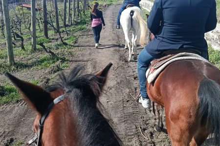 Passeggiata a cavallo in vigna a Boscotrecase con pranzo e assaggio di vini del Vesuvio